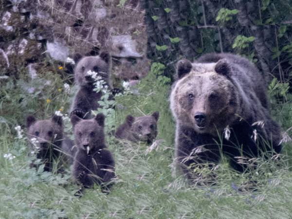 Ad Amarena, mia concittadina e confidente