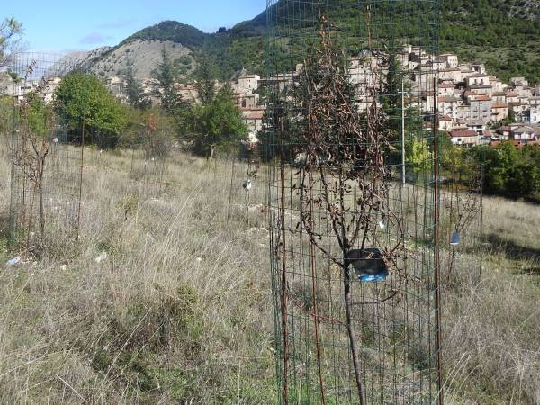 La verità, nient’altro che la verità, sulle pianticelle morte nella “Foresta di Amarena”