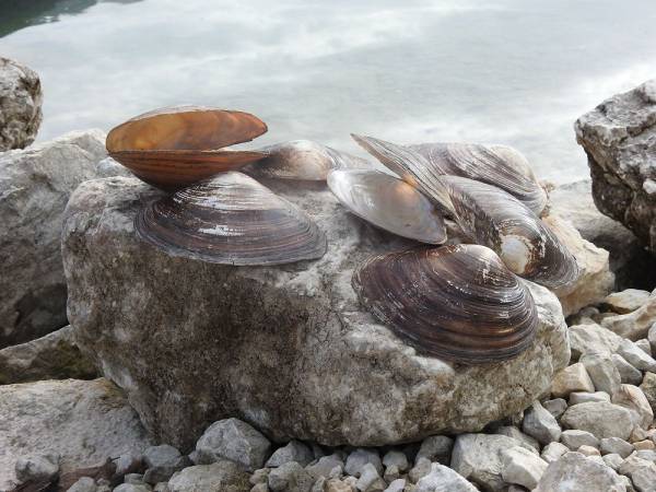 L’Anodonta Anatina  del Lago di Scanno