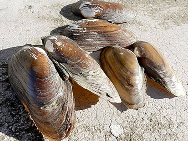 L’Anodonta Anatina  del Lago di Scanno