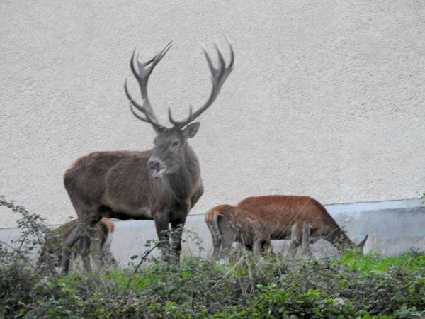 Da lunedì in Abruzzo si possono cacciare i cervi