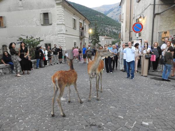 Da lunedì in Abruzzo si possono cacciare i cervi