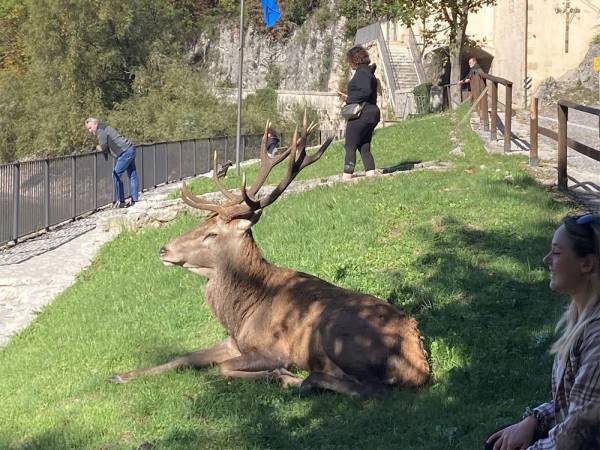 DAL VENETO ALL’ABRUZZO: ALLARME CERVI