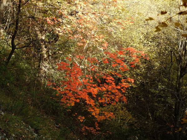 Foliage lungo le Gole del Sagittario