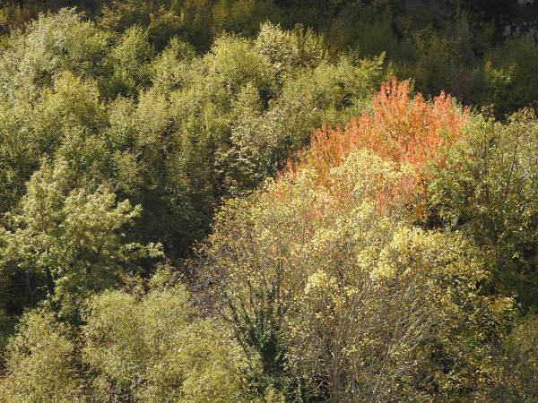 Foliage lungo le Gole del Sagittario