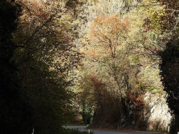 Foliage lungo le Gole del Sagittario