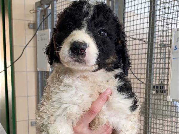 Emergenza cuccioli in canile  Appello ai Comuni e alle associazioni di categoria