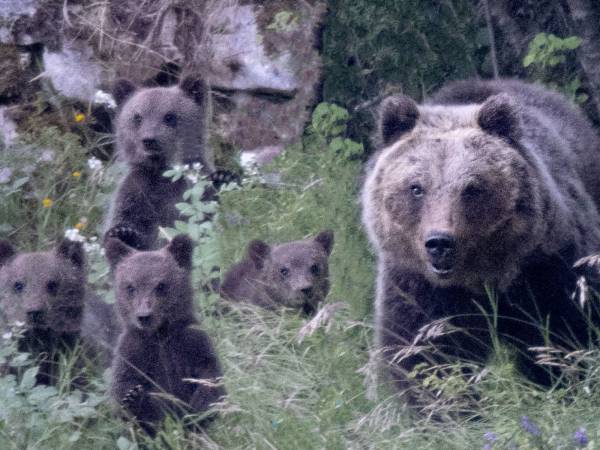 Oggi prima udienza ad Avezzano  per l'uccisione dell'Orsa Amarena, 