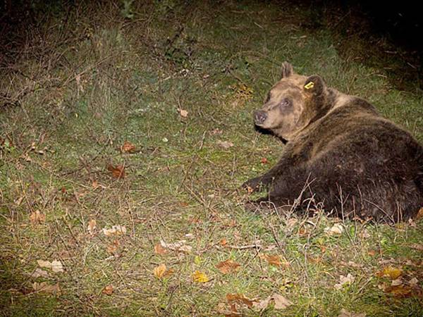 L’ORSA BARBARA  NON HA PIÙ UNO DEI SUOI CUCCIOLI