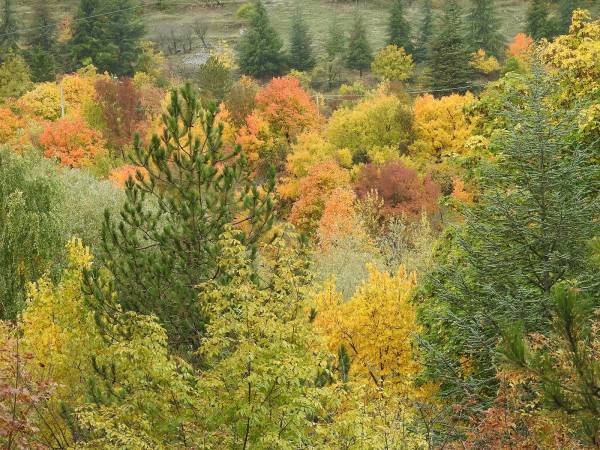 FOLIAGE NELL’ALTA VALLE DEL SAGITTARIO