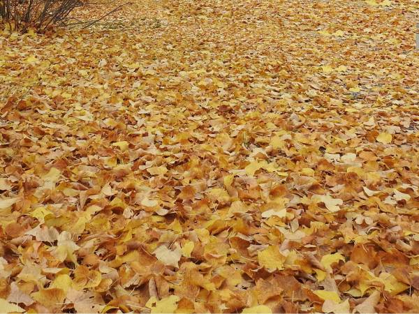 FOLIAGE NELL’ALTA VALLE DEL SAGITTARIO