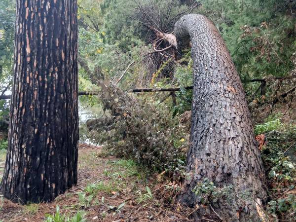 CADUTI DUE ALBERI, CHIUSO IL COMPARTO DEL LAGHETTO ARTIFICIALE ALLA PINETA