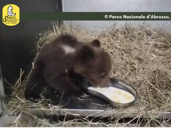 L’orsetta Nina pronta a tornare libera