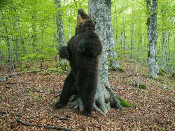 Sempre più frequenti in Abruzzo gli orsi in aree esterne al Parco Nazionale 