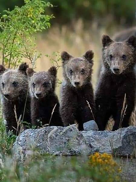 ANCORA SULL’ORSO MARSICANO