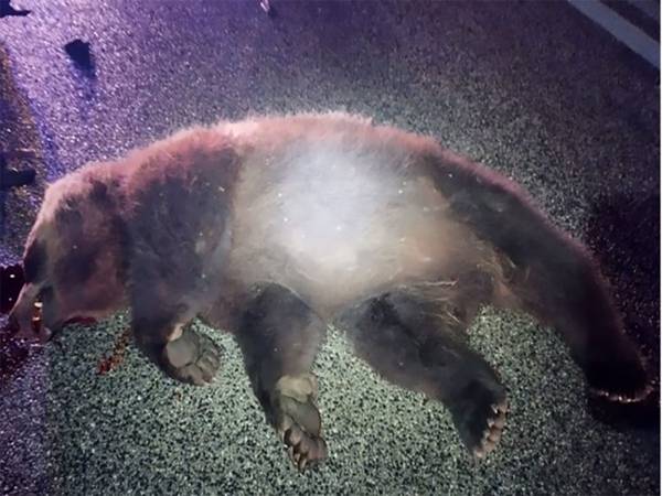 Legambiente sull’orso morto: “Grave perdita, urgente introdurre corridoi ecologici"
