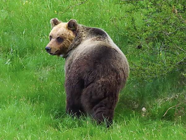 CRESCITA ECCESSIVA DI ORSI E LUPI