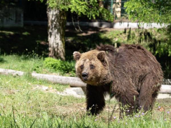 È morta Nita, l’orsa della Lituania ospitata nello zoo del Centro Visite del Parco a Pescasseroli