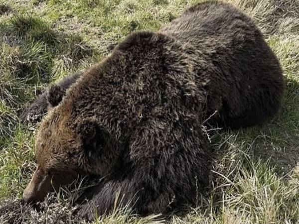 SULLA MORTE DELL’ORSO DEL PNALM