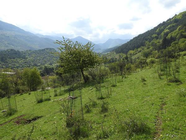 La Primavera  non ha ridato vita agli alberelli della “Foresta Amarena” dati per morti lo scorso autunno