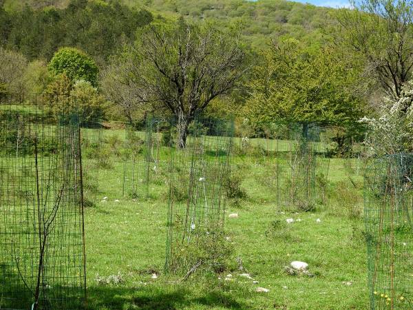La Primavera  non ha ridato vita agli alberelli della “Foresta Amarena” dati per morti lo scorso autunno