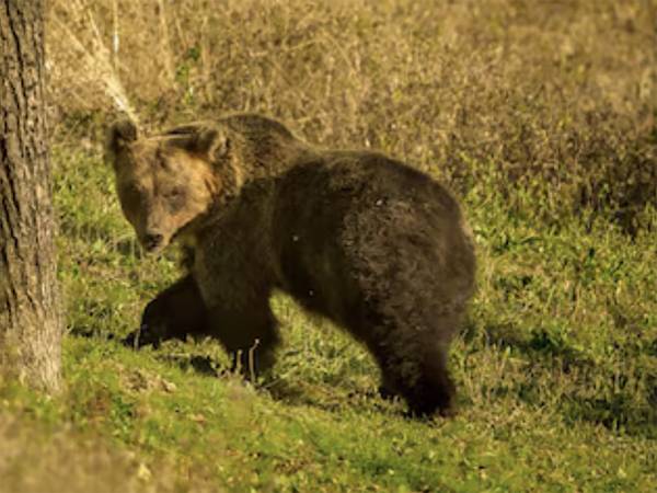 Salvata un’orsacchiotta marsicana abbandonata dalla madre