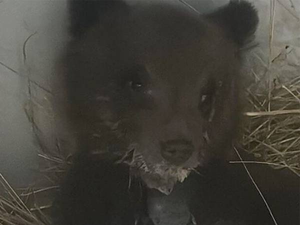 Sul cucciolo neonato di orso marsicano che vagava senza la madre