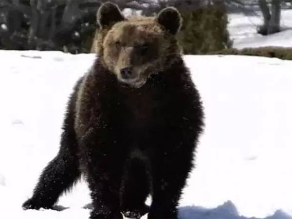 ANCORA NOTIZIE SULL'ORSO MARSICANO