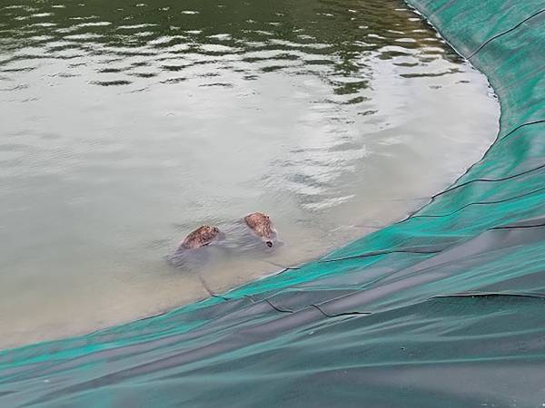 Sconcerto per la morte dei due orsetti a Colle Rotondo di Scanno