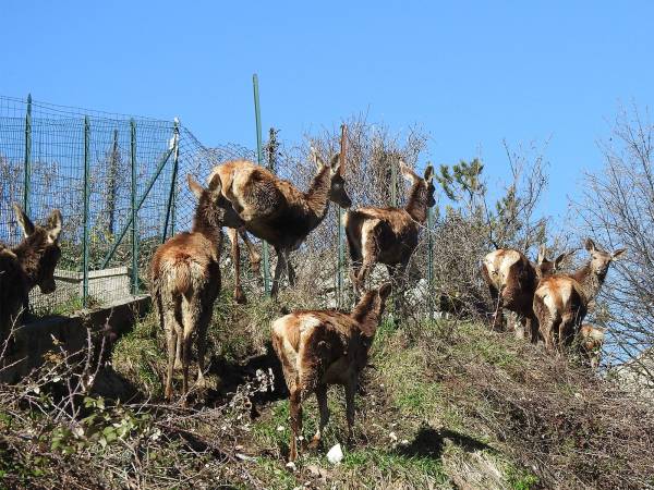 Ad Amarena, mia concittadina, mia confidente  TRA IL SERIO E IL FACETO
