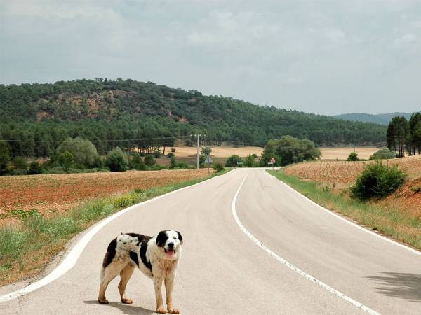 Le sanzioni previste dalle nuove norme contro l'abbandono degli animali
