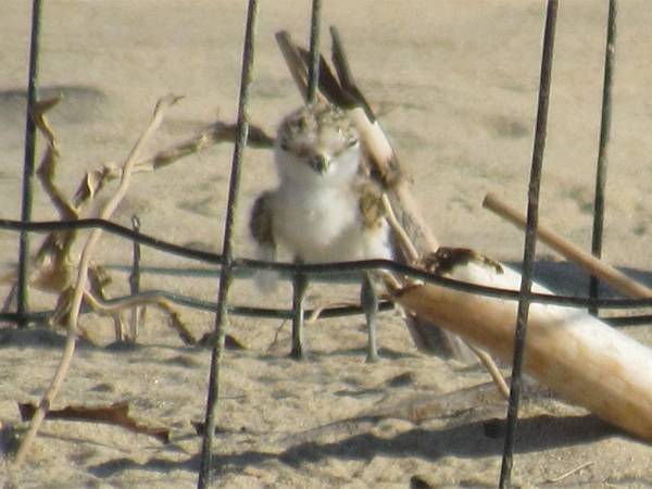 Nella Riserva del Borsacchio si festeggia la nascita di un piccolo di fratino