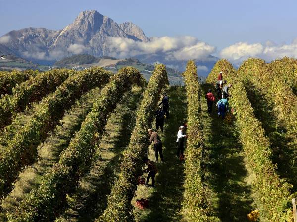 "Con tariffe al 30% negli Usa fuori gioco tutta la Doc Montepulciano d'Abruzzo"