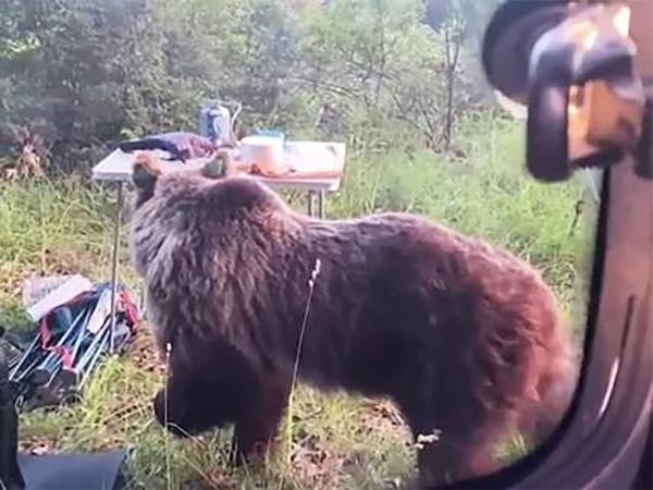 In Abruzzo gli orsi marsicani continuano a far parlare e polemizzare