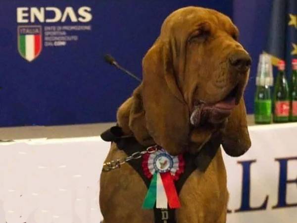Bruno, il cane ucciso da un boccone farcito di chiodi