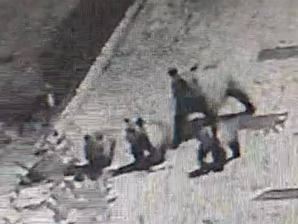 L’orsa Bambina a spasso a Scontrone con i suoi tre cuccioli e cena in un pollaio con 15 polli 