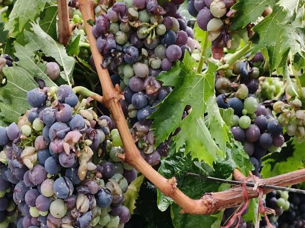 Pioggia, grandine e anomale raffiche di vento: agricoltura flagellata