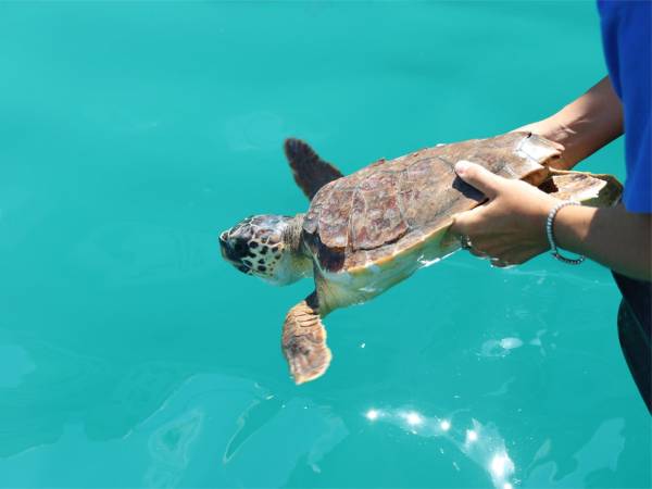 Dal nido alla Riserva – Insieme per liberare Spring la tartaruga marina