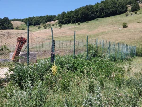 A CINQUE MESI DALL’ANNEGAMENTO DEI DUE ORSETTI NESSUNA RISPOSTA DALLE ISTITUZIONI