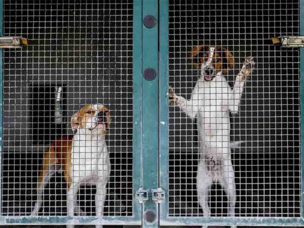Inaccettabile il servizio di ricovero e custodia dei cani randagi 