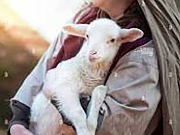 IL BUCO E L’AGNELLO IN UNO "STATUTO" REDATTO DA UN RUVIDO "QUIRITE"