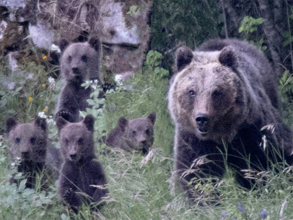 “La desolante superficialità della Procura di Avezzano mette a rischio il processo” per l’uccisione di Amarena 