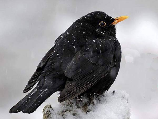 I giorni della merla tra credenze, miti e leggende nella cultura rurale