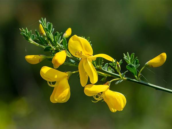 Rita Ginestra, la "Signora dei Fiori a Villalago" è in pensione