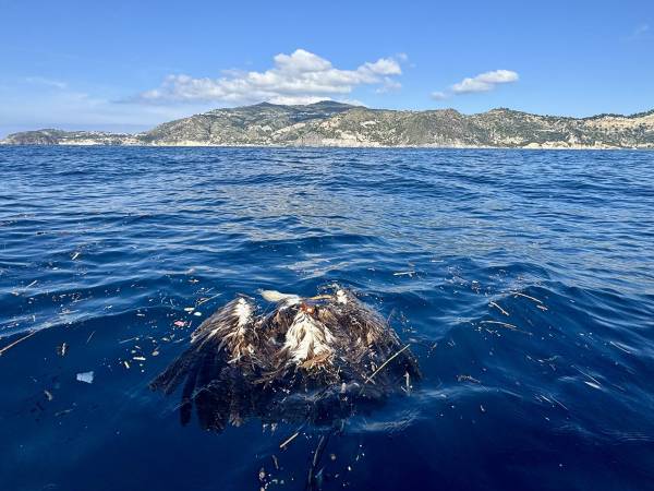 Per la prima volta un grifone raggiunge Ischia