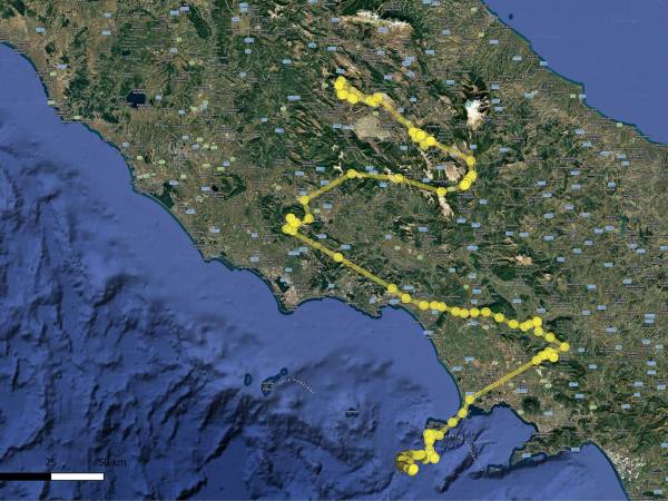 Per la prima volta un grifone raggiunge Ischia