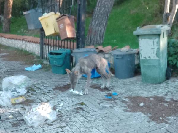 Lupo "assedia" una donna a Capestrano (Aq