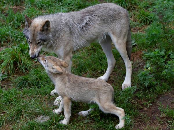 Il lupo è cattivo solo nelle favole: raccontiamo insieme la verità