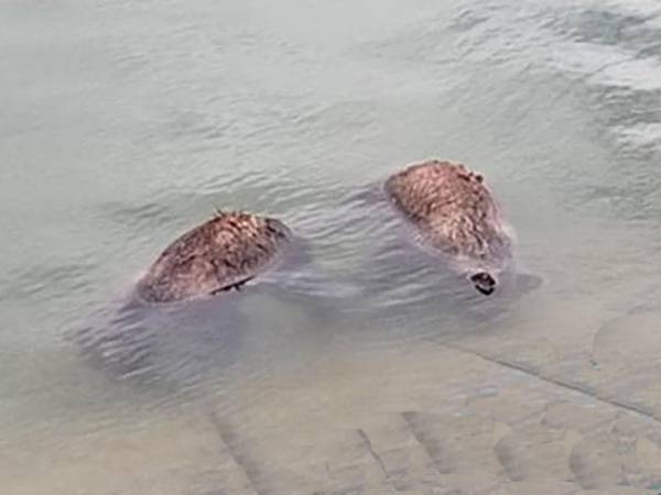 Non si sono interrotte le indagini della Procura di Sulmona sull’annegamento dei due orsetti e sulle eventuali responsabilità