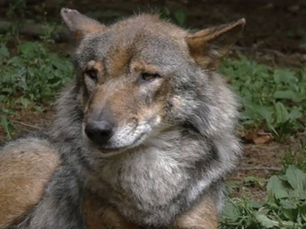 ECCO PERCHÉ I LUPI VANNO GESTITI